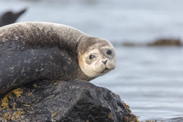 在北欧，一只海豹躺在石头上的肖像。 冰岛 — 图库照片