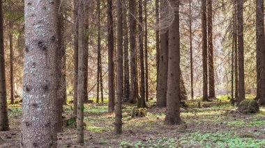 İsveç 'in orta kesiminde bahar başlarında orman.