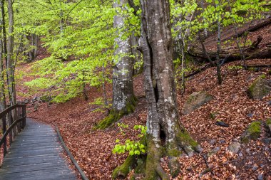 Puslu bahar kayın ormanları Güney İsveç 'te bir doğa koruma alanında.