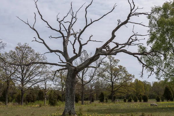 Ένα νεκρό δέντρο στέκεται μόνο του σε ένα δάσος την άνοιξη. κεντρική Σουηδία — Φωτογραφία Αρχείου