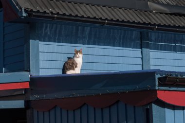 Çatıda oturan kedi bahar güneşinin ışınlarında kendini ısıtır..