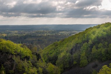 Puslu bahar kayın ormanları Güney İsveç 'te bir doğa koruma alanında.