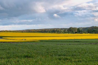 güzel kolza tohumu tarlası ve bulutlu gökyüzü baharda Oland, İsveç