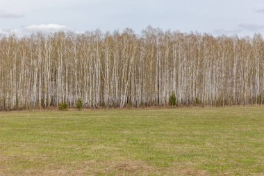 Baharda taze yeşil yapraklı huş ağaçları. Rusya