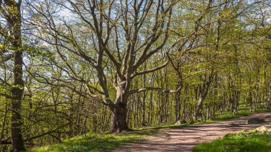 Geniş dalları olan yaşlı bir ağaç. Orta İsveç