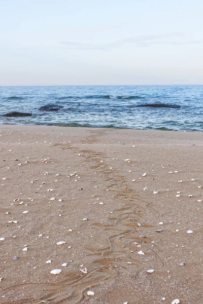 沙中的蛇的踪迹。 沙质。 褐色沙子的背景. — 图库照片