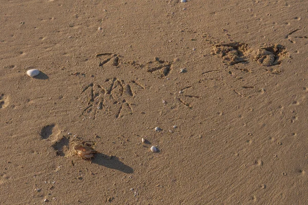 Les restes d'un crabe mangé par une mouette. Texture sable. Fond de sable fin. Fond de sable. Traces d'une mouette — Photo