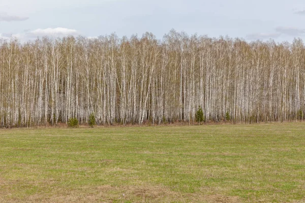 Σημύδες με φρέσκα πράσινα φύλλα την άνοιξη. Ρωσία — Φωτογραφία Αρχείου