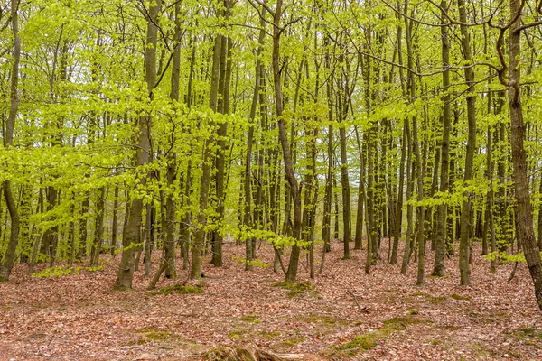 Floresta de faia nebulosa primavera em uma reserva natural no sul da Suécia — Fotografia de Stock