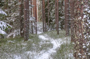 Karlı ormanlara giden orman yolu..