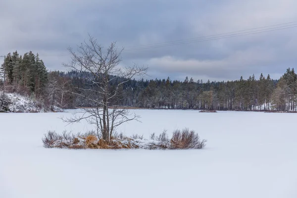 Un arbre gelé se tient seul sur un lac gelé . — Photo