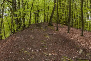 İsveç 'in güneyindeki bir doğa koruma alanındaki puslu bahar kayın ormanları. Seçici odak