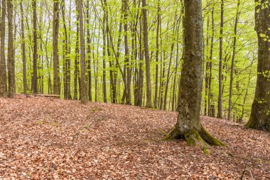 İsveç 'in güneyindeki bir doğa koruma alanındaki puslu bahar kayın ormanları. Seçici odak
