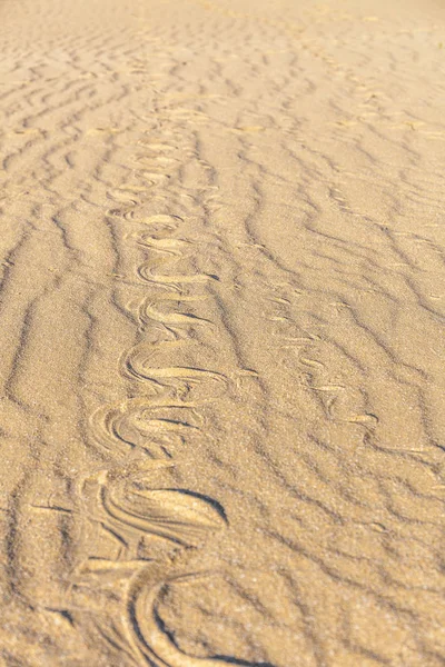 Stopy po hadovi v písku. Písková textura. Pozadí z hnědého písku. selektivní zaměření — Stock fotografie