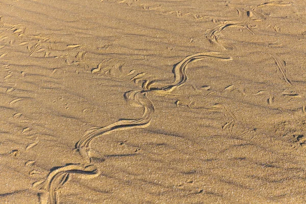 Tracce di serpente nella sabbia. Texture di sabbia. Sfondo da sabbia marrone. focus selettivo — Foto Stock