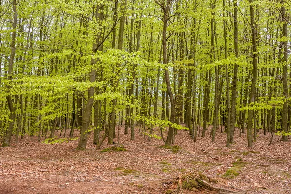 Floresta de faia de primavera enevoada em uma reserva natural no sul da Suécia. Foco seletivo — Fotografia de Stock
