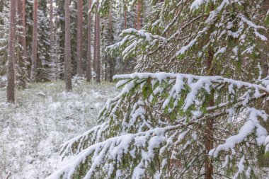 Kış karlı çam ormanı. Beyaz pofuduk karla kaplı topraklar