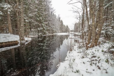 Ormandaki orman deresi. İsveç, uzun kepenk hızı.