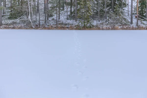 footprints on a frozen lake leading to the forest.