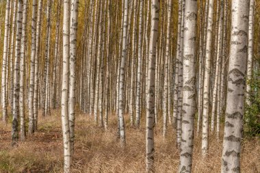 Sonbaharda taze yeşil yapraklı huş ağaçları. İsveç, seçici odaklanma