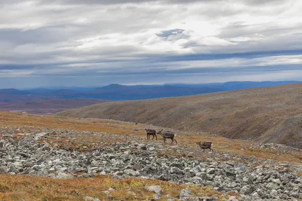 Kilátás Sarek Nemzeti Park ősszel, Svédország, szelektív fókusz — Stock Fotó
