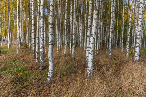 Birken mit frischen grünen Blättern im Herbst. Schweden, selektiver Fokus — Stockfoto