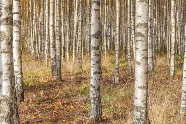 Birken mit frischen grünen Blättern im Herbst. Schweden, selektiver Fokus — Stockfoto