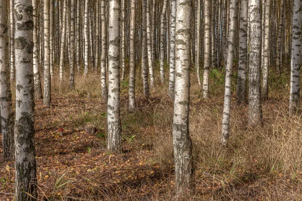 Birken mit frischen grünen Blättern im Herbst. Schweden, selektiver Fokus — Stockfoto