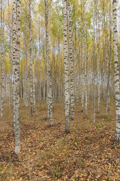 Березы со свежими зелеными листьями осенью. Швеция, избирательный фокус — стоковое фото