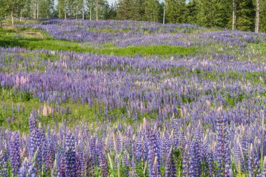 Lupinus, lupin, mor ve mavi çiçekli lupin tarlası. Bir grup lupin yaz çiçeği arkaplanı