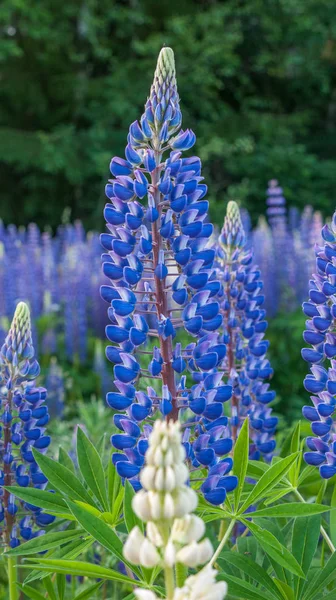ルピナス,ルピナス,ピンク紫と青の花とルピナスのフィールド.夏のチューリップの束花の背景 — ストック写真