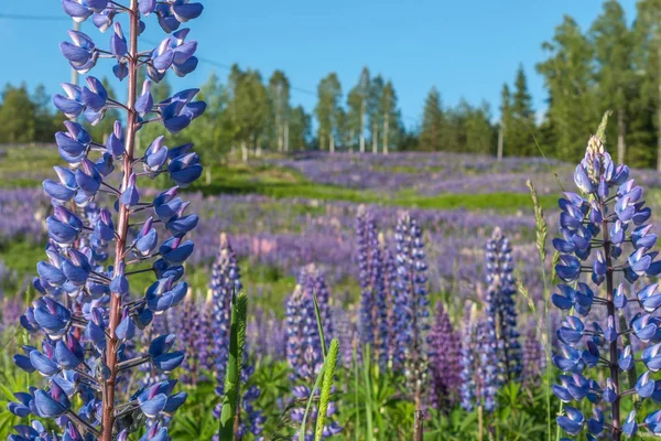 红豆杉，红豆杉，红豆杉地，粉红紫色和蓝色的花。紫丁香夏花背景 — 图库照片