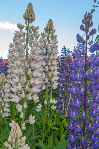 Lupinus, lupin, mor ve mavi çiçekli lupin tarlası. Bir grup lupin yaz çiçeği arkaplanı — Stok fotoğraf