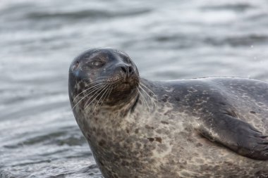 Kuzey Avrupa 'da bir taşın üzerinde duran bir fokun portresi. İzlanda