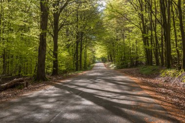 İsveç 'in güneyindeki bir doğa koruma alanındaki puslu bahar kayın ormanları. Seçici odak