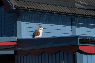 Çatıda oturan kedi bahar güneşinin ışınlarında kendini ısıtır..