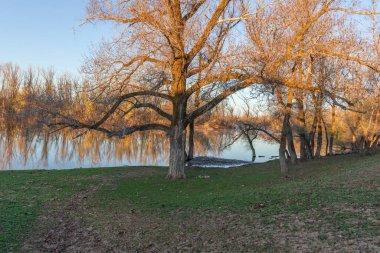 Bahar mevsiminde güneşin aydınlattığı gölün üzerinde duran ağaç dalları.