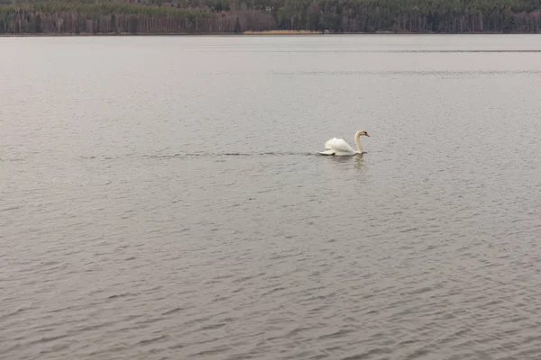 Un cisne solitario nada en el lago en el centro de Suecia — Foto de Stock