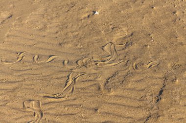 Kumda yılan izleri var. Kum dokusu. Kahverengi kumdan arkaplan. seçici odak