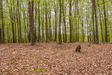 İsveç 'in güneyindeki bir doğa koruma alanındaki puslu bahar kayın ormanları. Seçici odak