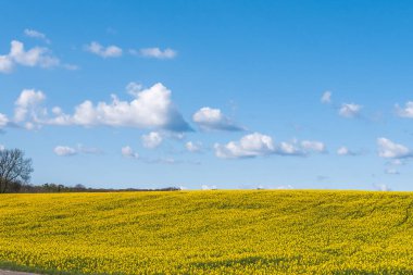 Güzel kolza tohumu tarlası ve Oland, İsveç 'te baharda bulutlu gökyüzü. seçici odak