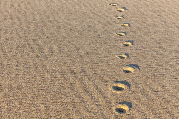 Des traces d'animaux dans le sable. Texture sable. Fond de sable brun. focus sélectif — Photo