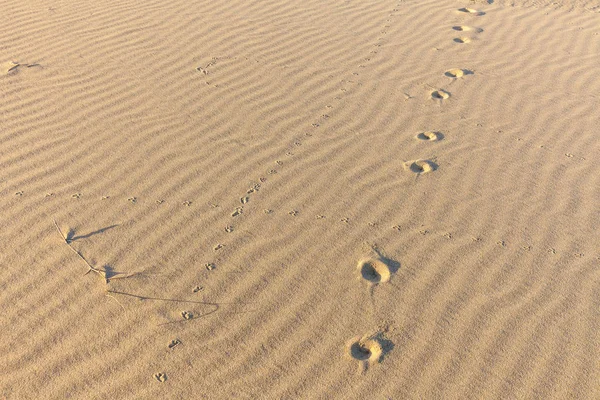 Spuren von Tieren im Sand. Sandstruktur. Hintergrund aus braunem Sand. Selektiver Fokus — Stockfoto