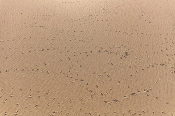 砂の中の動物の痕跡。砂の質感。茶色の砂からの背景。選択的焦点 — ストック写真