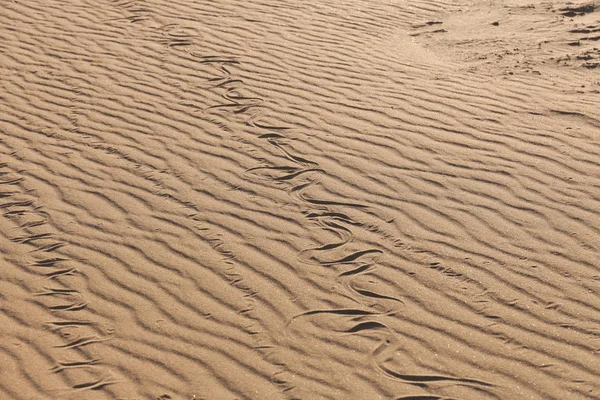 沙中的蛇的踪迹。 沙质。 来自褐色沙滩的背景。 选择性重点 — 图库照片