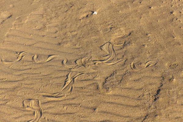 砂の中に蛇の痕跡。砂の質感。茶色の砂からの背景。選択的焦点 — ストック写真