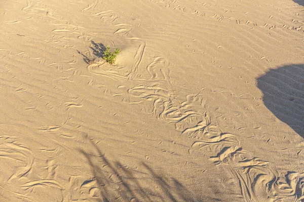 Traços de cobra na areia. Textura de areia. Antecedentes da areia marrom. foco seletivo — Fotografia de Stock