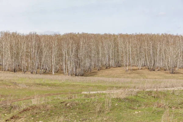 Σημύδες με φρέσκα πράσινα φύλλα την άνοιξη. Ρωσία. Επιλεκτική εστίαση — Φωτογραφία Αρχείου