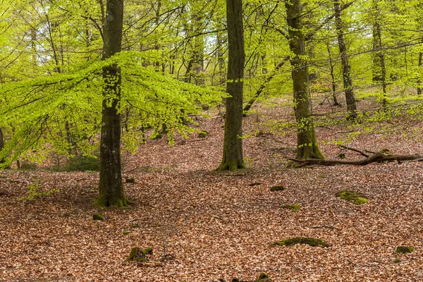 Floresta de faia de primavera enevoada em uma reserva natural no sul da Suécia. Foco seletivo — Fotografia de Stock