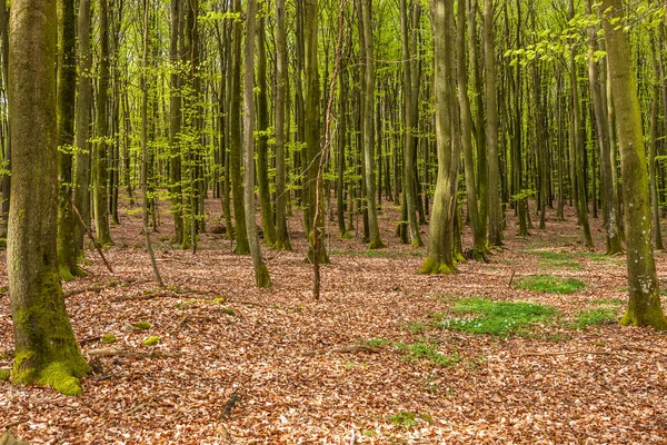 Floresta de faia de primavera enevoada em uma reserva natural no sul da Suécia. Foco seletivo — Fotografia de Stock